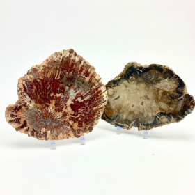 *Petrified Wood Slab | 5-7"