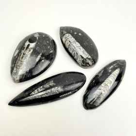 Polished Fossil Orthoceras | 50-100mm  | Morocco